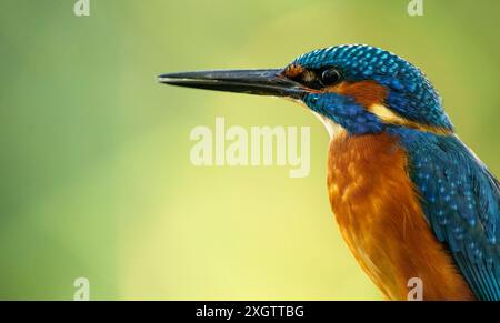 Ein atemberaubender eisvogel (Alcedo atthis), der sein leuchtendes blau-oranges Gefieder zeigt, thront elegant vor einem weichen grünen Hintergrund Stockfoto