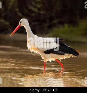 Ein Storch (Ciconia ciconia) steht ruhig im flachen Wasser und zeigt seine leuchtend roten Beine und sein kontrastierendes schwarz-weißes Gefieder gegen ein weiches, natürliches Gefieder Stockfoto