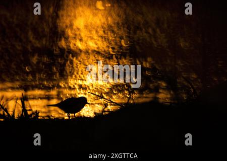 Die Silhouette eines Sandpipers (Actitis hypoleucos) vor lebendigem, goldenem Wasser wackelt während des Sonnenuntergangs und schafft eine faszinierende Naturszene Stockfoto