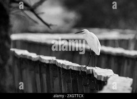 Ein atemberaubendes Schwarz-weiß-Bild, das einen einsamen Weißreiher (Ardea alba) auf einem verwitterten Holzzaun zeigt und an eine ruhige Atmosphäre erinnert Stockfoto