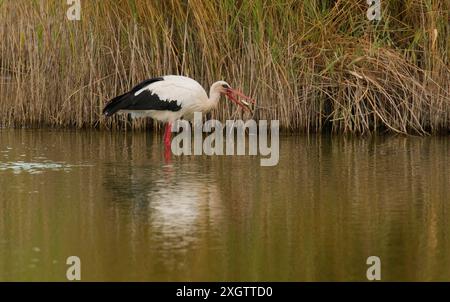 Ein Weißstorch steht anmutig neben einem See und hält einen frisch gefangenen Fisch im Schnabel fest, mit dichtem Schilf im Hintergrund, das sich in der Ruhe widerspiegelt Stockfoto