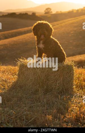 Ein spanischer Wasserhund, gefangen im warmen Glanz des Sonnenuntergangs, sitzt auf einem Heuballen und blickt auf ein ruhiges Feld. Das goldene Licht hebt sein lockiges Fell hervor Stockfoto