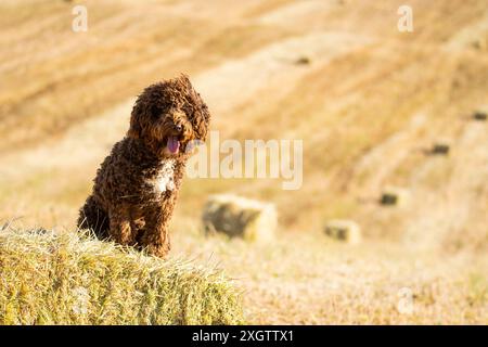 Ein lockiger spanischer Wasserhund sitzt auf einem Heuballen auf einem grasbewachsenen Hügel, mit der Zunge heraus, mit einem malerischen, unscharfen Hintergrund aus Hügeln Stockfoto