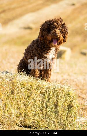 Ein lockiger spanischer Wasserhund steht auf einem Heuballen auf einem Feld, mit offenem Mund in einer Hose und strahlt Glück und Energie aus Stockfoto