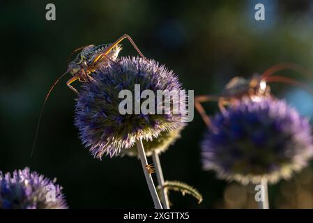 Ein detailliertes Makrofoto, das zwei Insekten auf leuchtend violetten Distelpflanzen erfasst. Das Bild zeigt die komplizierten Details der Insekten A Stockfoto
