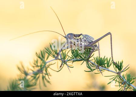 Nahaufnahme einer Cricket, die fachmännisch in einer Makrofotografie aufgenommen wurde und ihre komplizierten Details und Farben vor einem sanften gelben Hintergrund zeigt Stockfoto
