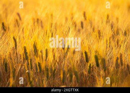 Eine Makroaufnahme zeigt die detaillierten Texturen und warmen Goldtöne eines Weizenfeldes, das in das sanfte Licht einer untergehenden Sonne getaucht ist Stockfoto