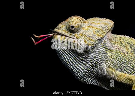 Ein Chamäleon streckt seine Zunge mit bemerkenswerter Präzision aus, um einen Heuschrecken in der Luft vor dunklem Hintergrund zu fangen. Stockfoto