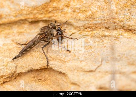 Makrofotografie einer Räuberfliege aus der Familie Asilidae, die sich eifrig an einem gefangenen Insekt ernährt, zeigt komplizierte Details seines räuberischen Verhaltens Stockfoto