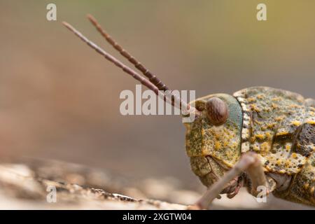 Dieses detaillierte Makrobild erfasst die komplizierten Texturen und Muster eines Grashüpfers und zeigt seine zusammengesetzten Augen und langen Antennen gegen eine blu-ray Stockfoto