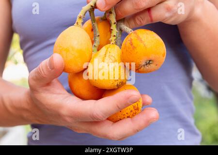 Eine Nahaufnahme einer anonymen Frau, die einen Haufen frisch gepflückter Früchte in der Hand hält. Sie trägt ein lässiges Oberteil, steht in einem lebendigen gard Stockfoto