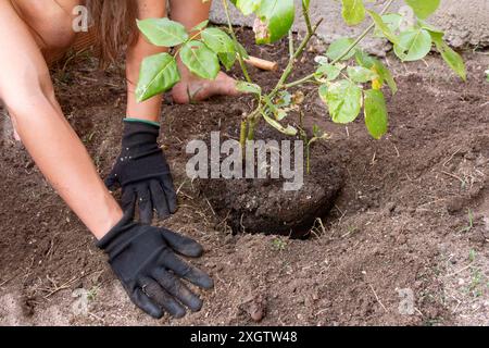 Eine gesichtslose Frau pflanzt vorsichtig einen gesunden Rosenstrauch in ihren Garten und demonstriert angemessene Gartentechniken inmitten üppiger Vegetation. Stockfoto