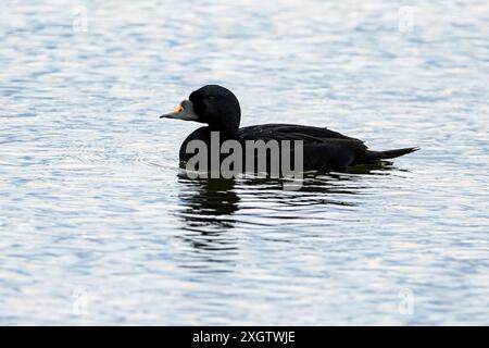 Gemeiner Scoter (Melanitta nigra, männlich) aus Myvatn, Nord-Island im Mai. Stockfoto