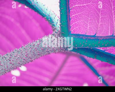 Dieses Bild zeigt eine atemberaubende Nahaufnahme winziger Tautropfen, die sich an der lebendigen, strukturierten Oberfläche eines Blattes anschmiegen. Die Verschmelzung von Rosa- und Grüntönen sorgt für eine besondere Note Stockfoto