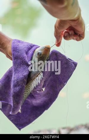 Angler Hand hält Nil-Tilapia-Fische oder Oreochromis nilotica-Angeln im Handtuch Stockfoto