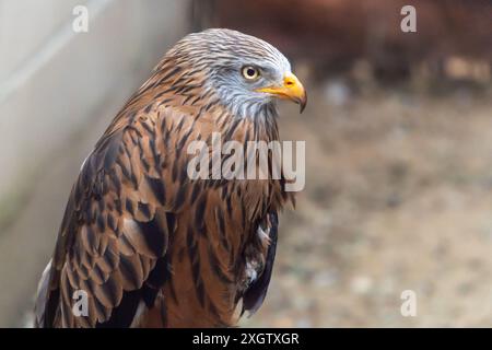 Ein Nahbild eines herrlichen Roten Drachen, Milvus Milvus, zeigt seine detaillierten Federmuster und scharfen Augen, die die Schönheit und den grande hervorheben Stockfoto