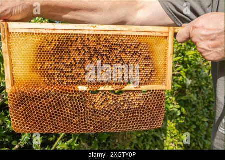 Rahmen aus einem Bienenstock, wobei das Wachs über das Ende des Holzbereichs hinausragt Stockfoto