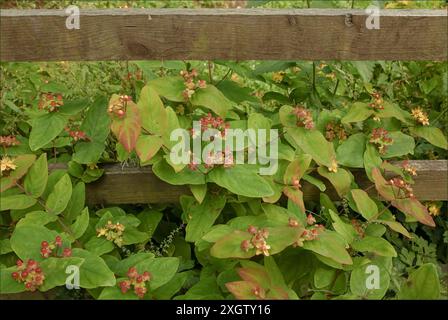 Hypericum androsaemum Pflanze im Sommer, die durch einen Zaun wächst Stockfoto