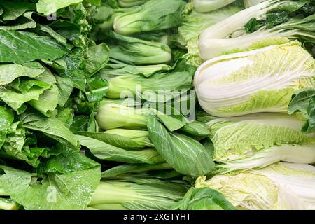 Frisches, grünes Blattgemüse, einschließlich Pak Choy und napa Kohl, ordentlich in einem Erzeugnisbereich angeordnet Stockfoto