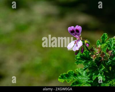 Oakleaf-Geranie, Pelargonium quercifolium, blühfest. Aus Südafrika. Stockfoto