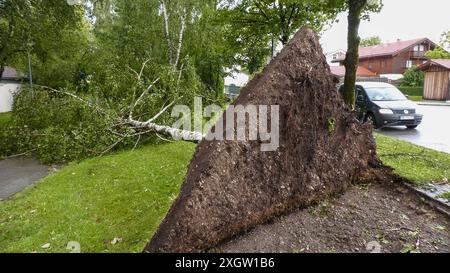 Eine breite Unwetterfront sorgt seit den Nachmittagsstunden für Chaos in Oberbayern. Besonders schlimm trifft es Holzkirchen und Umgebung. Orkanböen und heftiger Starkregen sorgten hier für viele Schäden. Umgestürzte Bäume blockierten viele Straßen. Autofahrer halfen sich teilweise selbst, da die Rettungskräfte zu viele Einsatzstelle abarbeiten müssen. Der Starkregen und gesättigte Boden verursachte außerdem Sturzfluten und Murenabgänge. Diese blockierten auch Straßen. In Holzkirchen kam Feuerwehren aus anderen Gemeinden zum Einsatz. Nahezu an jeder Straßenecke liegt umkippte Bäume. Ein Stockfoto