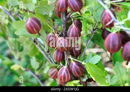 Nahaufnahme von reifenden Bio-Stachelbeerzweigen im Garten am Sommertag Stockfoto