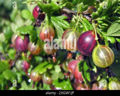 Nahaufnahme von reifenden Bio-Stachelbeerzweigen im Garten am Sommertag, Fokus auf den Vordergrund Stockfoto