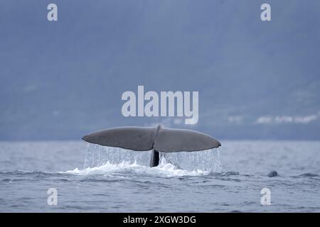 Pottwale bleiben in der Nähe der Oberfläche. Walbeobachtung auf den Azoren. Das größte Raubtier der Erde. Stockfoto