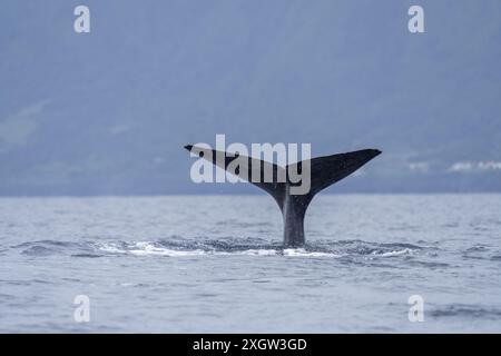 Pottwale bleiben in der Nähe der Oberfläche. Walbeobachtung auf den Azoren. Das größte Raubtier der Erde. Stockfoto