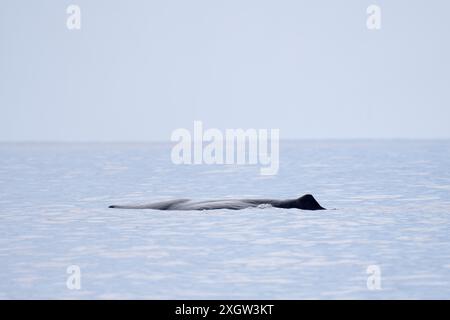 Pottwale bleiben in der Nähe der Oberfläche. Walbeobachtung auf den Azoren. Das größte Raubtier der Erde. Stockfoto