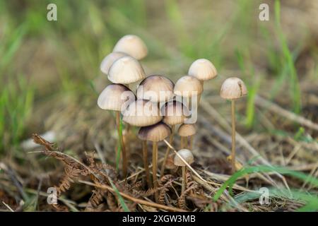 Wildpilzhaufen, die in einem Wald wachsen Stockfoto