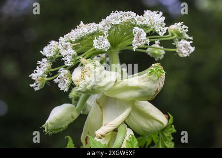 Der Riesenbärchen ist in voller Blüte. Das Berühren dieses Unkrauts kann Verbrennungen bei Menschen und Tieren verursachen. Kommunen entfernen diese invasive Exotik oft schnell Stockfoto