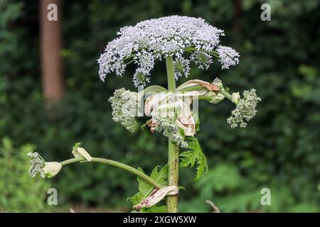 Der Riesenbärchen ist in voller Blüte. Das Berühren dieses Unkrauts kann Verbrennungen bei Menschen und Tieren verursachen. Kommunen entfernen diese invasive Exotik oft schnell Stockfoto