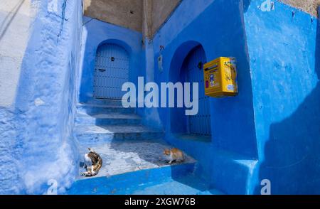 Zwei Katzen sonnen sich in der blauen Tür. Der gelbe Briefkasten hängt an der Wand, Marokko. Die Häuser in Blau- und Weißtönen sind traumhaft und charmant. Chefch Stockfoto