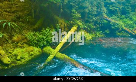 Blick aus der Vogelperspektive auf den moosbedeckten umgestürzten Baum über dem unberührten Fluss im üppigen Wald Stockfoto