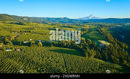 Blick aus der Vogelperspektive auf Mount Hood Orchard bei Golden Hour Stockfoto