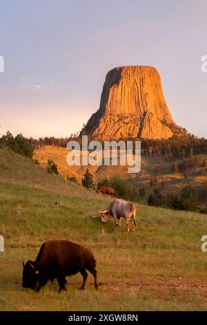 Legendäre Aussicht auf Bison und Longhorn, die auf einem Feld unter dem Devils Tower in Wyoming grasen Stockfoto