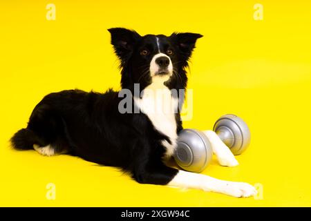 Ein Border Collie Hund mit Hantel vor gelbem Hintergrund Stockfoto