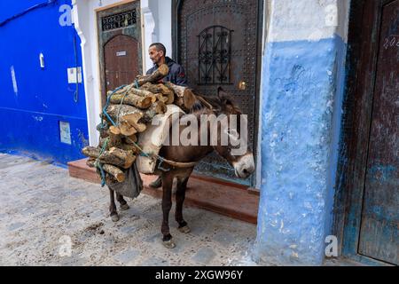 Chefchaouen, Marokko - 25. März 2024: Ein einheimischer Mann transportiert Holz auf einem Esel durch die berühmten blauen Straßen. Stockfoto