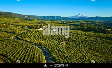 Fliegen Sie aus der Vogelperspektive über den Orchard und den schneebedeckten Mount Hood, Oregon Stockfoto