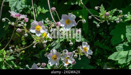 Snowdrop Windflower Anemone Tomentosa Nahaufnahme der Blumen. Baden Baden, Baden Württemberg, Deutschland Stockfoto