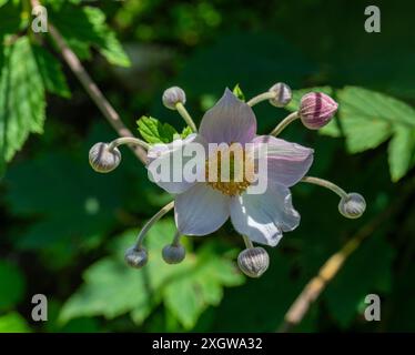 Snowdrop Windflower Anemone Tomentosa Nahaufnahme der Blumen. Baden Baden, Baden Württemberg, Deutschland Stockfoto