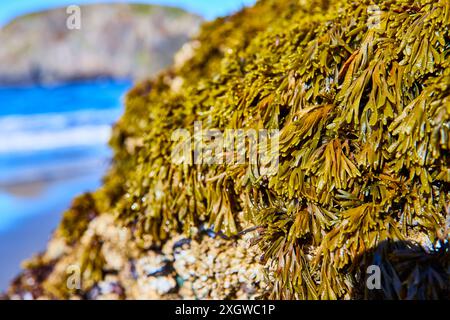 Nahaufnahme des mit Meeresalgen bedeckten Felsens am Whaleshead Beach Stockfoto
