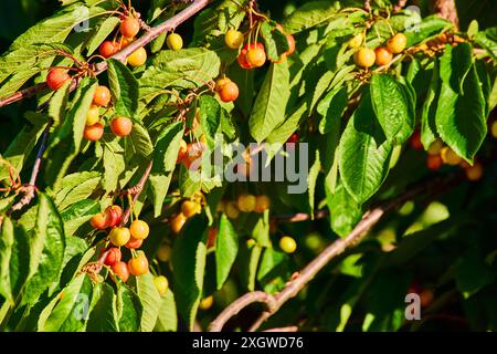 Reifende Kirschen auf üppigen Zweigen in Nahaufnahme bei Sonnenlicht Stockfoto
