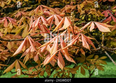 Neu aufgetauchte Ahornblätter im Frühjahr Stockfoto