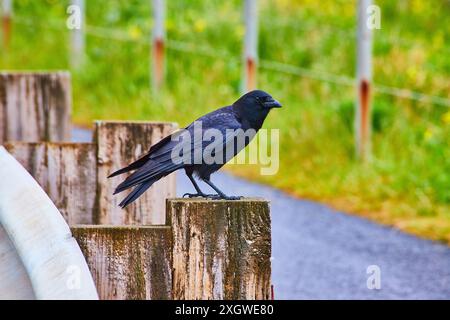 Die Krähe thront auf dem Weathered Post in der Perspektive des ländlichen Oregon Stockfoto