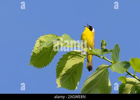 Auf einem Baum mit weit geöffnetem Schnabel, singt ein gelblicher Kehlkopf nach Herzenslust. Hintergrund von sanften grünen Bäumen und Stockfoto