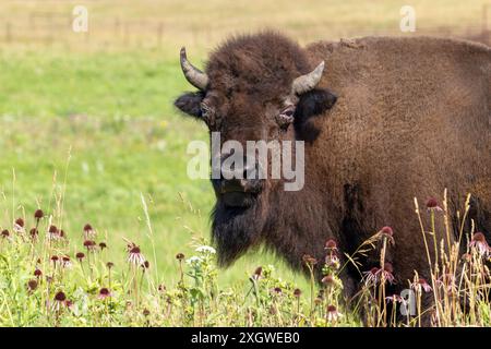 Ein einzelner Bison starrt in die Kamera, während er in Wildblumen auf der Prärie steht. Wildblumen und grüne Felder bilden den Hintergrund. Stockfoto