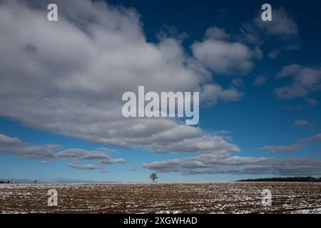 Einsamer Baum, der im Frühling auf einem Feld steht Stockfoto