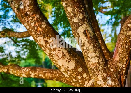 Baumrindenstruktur mit Flechten aus Nahperspektive Stockfoto